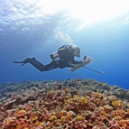 Reef diver