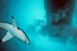 White pointer shark