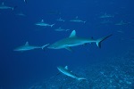 Grey reef shark populations