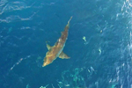 Aerial white shark image