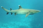Whitetip reef shark genetics